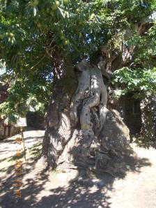 1007 Un castaño gigantesco_1231x1642