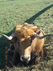 1007 Un chuleton posa para la camara_1231x1642