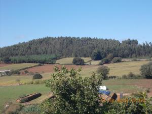 1011 Bosque_1642x1231